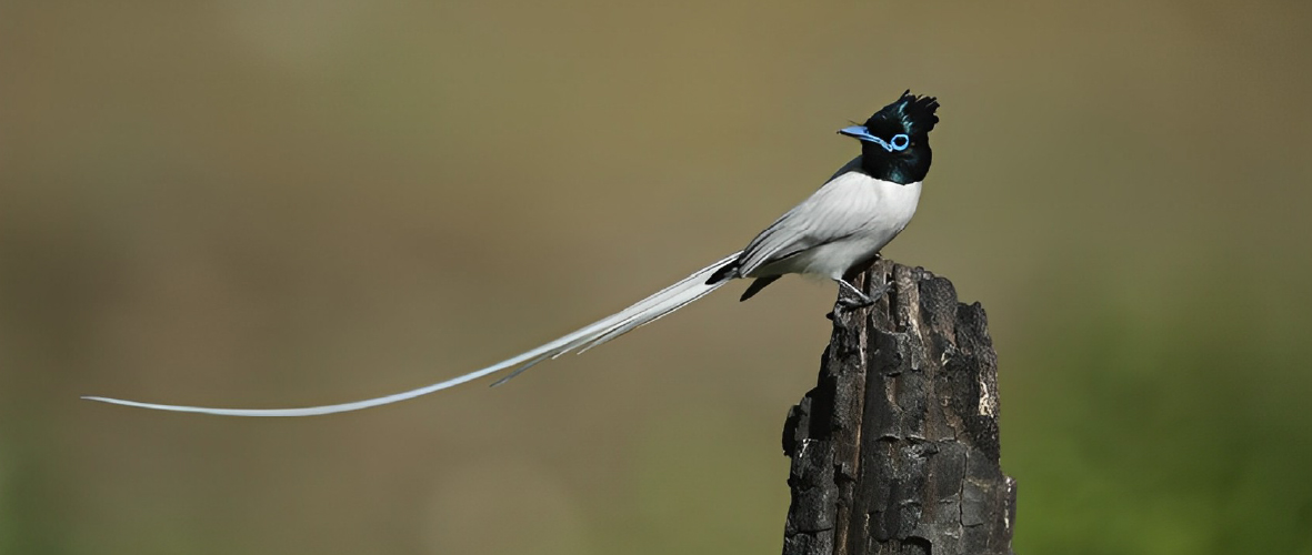 Kilbury Bird Sanctuary