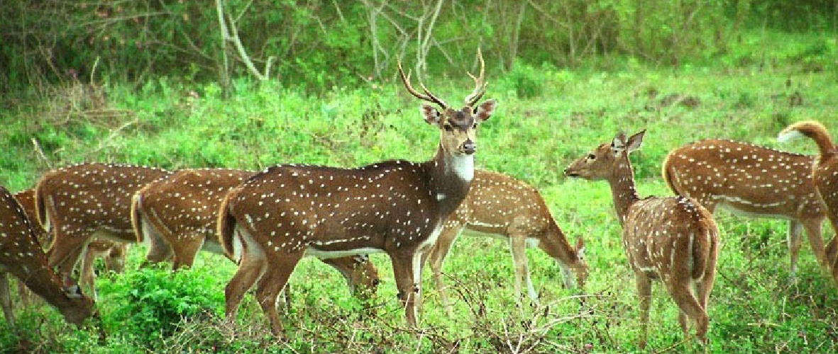 Nanda Devi National Park