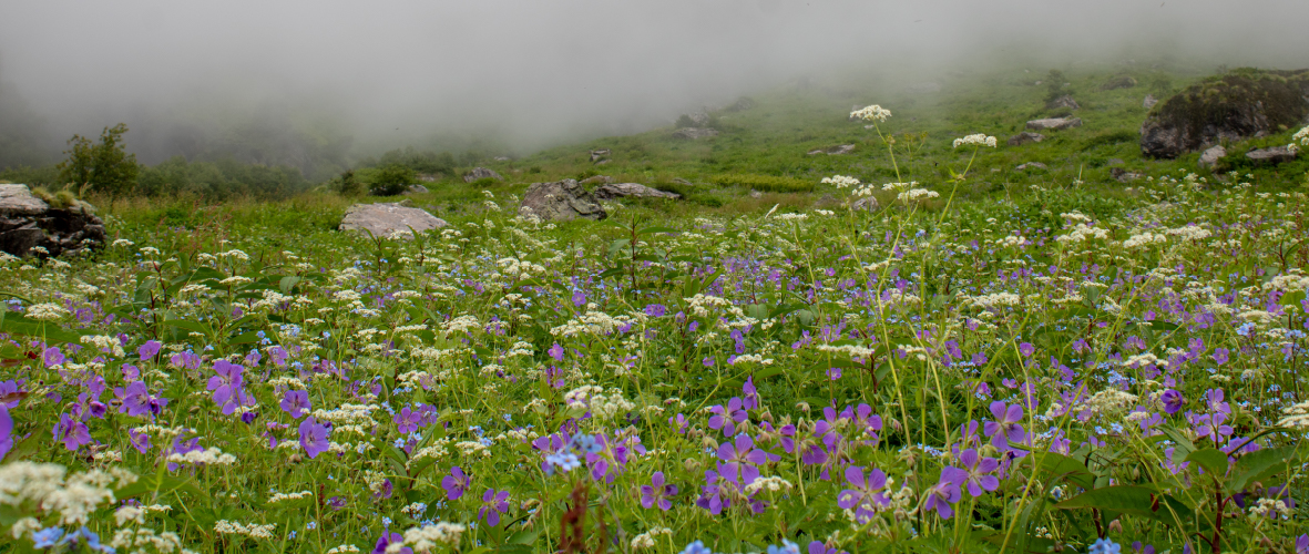 Valley of Flowers National Park